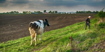 zemlja-vojvodina-krava-poljoprivreda-paori_660x330