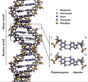 DNA_Structure+Key+Labelled_pn_NoBB.sr